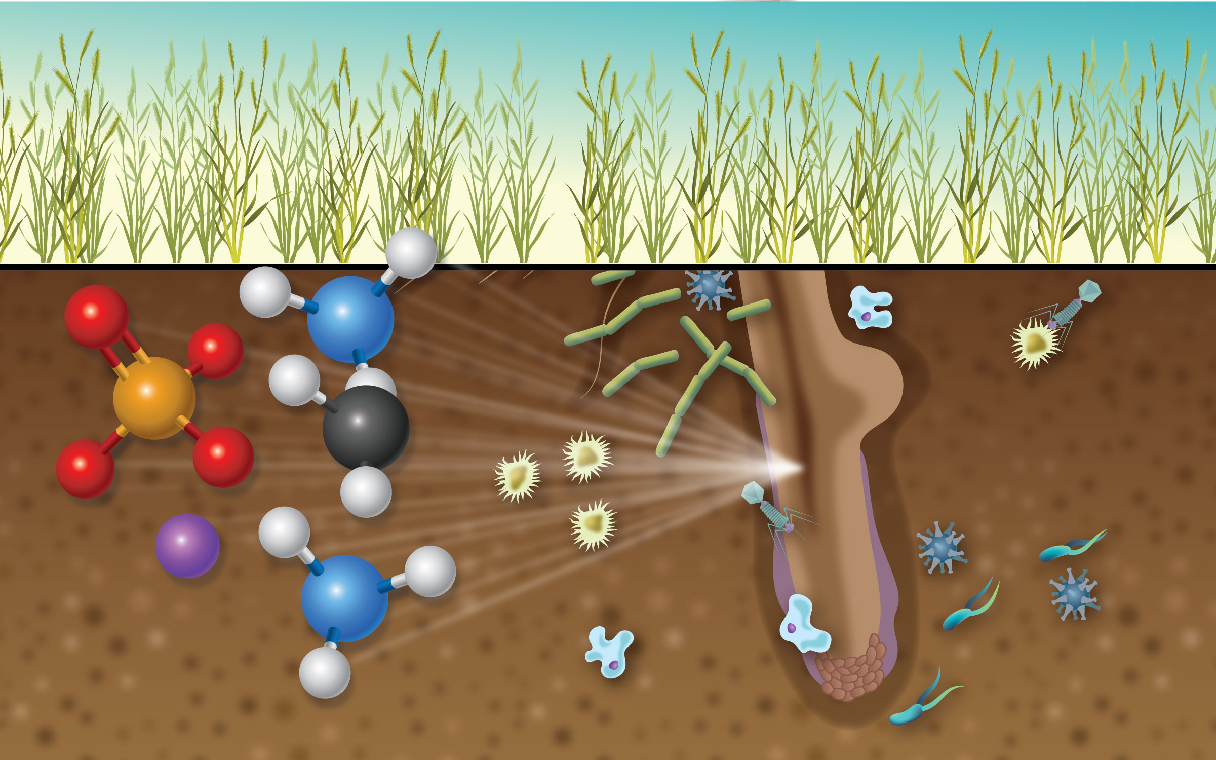 DOE Explains The Plant Microbiome Department Of Energy