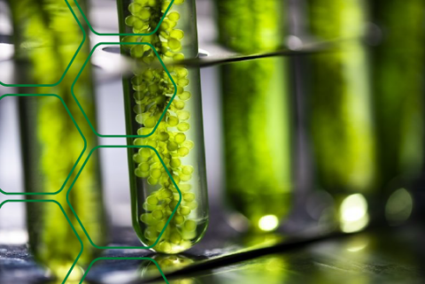 EERE branding for innovation, vials of algae.