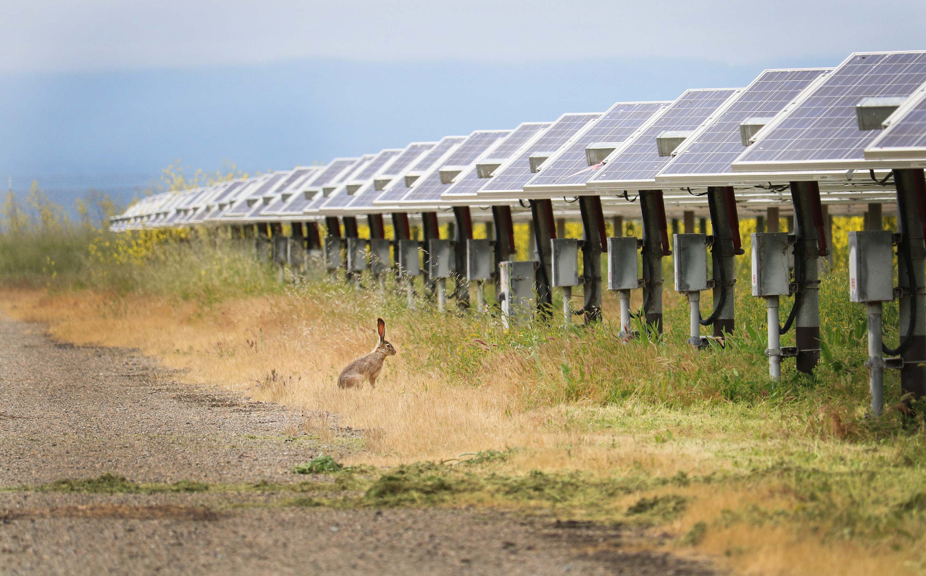 Photo - A jackrabbit stands at attention just beyond the cover of a solar array near Hayward, California