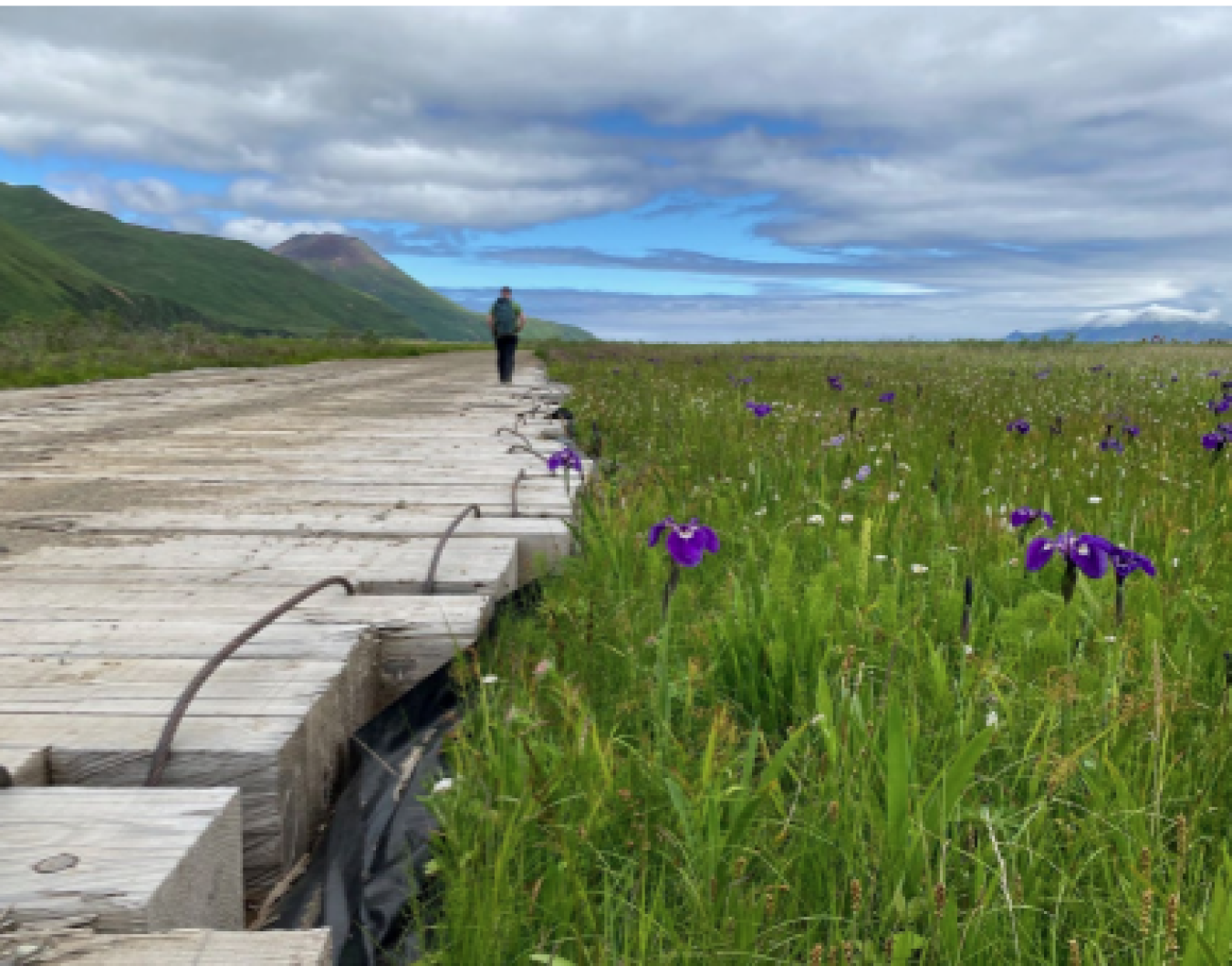 Arctic Flowers Arctic Flowers