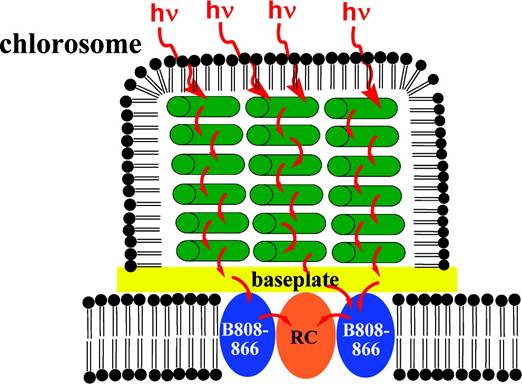 chlorosomes capture and transfer light energy