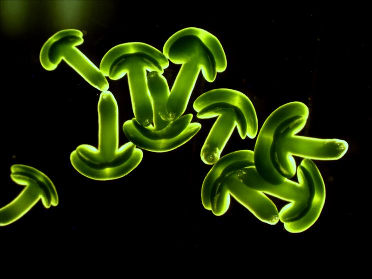 Brookhaven National Laboratory is modeling the metabolic processes in rapeseed plants to optimize production of plant oils for biofuels. Shown above are developing embryos extracted from a growing rapeseed plant. The embryos accumulate seed oils which represent the most energy-dense form of biologically stored sunlight, and have great potential as renewable resources for fuel and industrial chemicals. Brookhaven National Laboratory is modeling the metabolic processes in rapeseed plants to optimize production of plant oils for biofuels. Shown above are developing embryos extracted from a growing rapeseed plant. The embryos accumulate seed oils which represent the most energy-dense form of biologically stored sunlight, and have great potential as renewable resources for fuel and industrial chemicals.