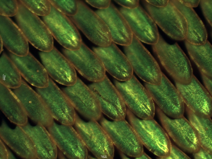 What do butterflies and solar cell research have in common? Both have been developing tiny crystals that selectively reflect colors. Over millions of years of evolution, butterfly wings have developed the tiny crystal nanostructures that give butterflies their vivid colors. At Argonne National Laboratory, scientists are working to manufacture these crystals, which could one day be used to create "greener" and more efficient paints, fiber optics and solar cells. In this photo, the iridescent scales of an emerald-patched Cattleheart butterfly are magnified 20 times to highlight the crystals that selectively reflect green colors. | Photo courtesy of Argonne National Laboratory. What do butterflies and solar cell research have in common? Both have been developing tiny crystals that selectively reflect colors. Over millions of years of evolution, butterfly wings have developed the tiny crystal nanostructures that give butterflies their vivid colors. At Argonne National Laboratory, scientists are working to manufacture these crystals, which could one day be used to create "greener" and more efficient paints, fiber optics and solar cells. In this photo, the iridescent scales of an emerald-patched Cattleheart butterfly are magnified 20 times to highlight the crystals that selectively reflect green colors. | Photo courtesy of Argonne National Laboratory.