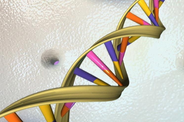 Researchers at Brookhaven National Lab (BNL) are studying how radiation affects DNA, specifically a tumor-suppressor protein called p53, which deploys cell repair efforts. | Photo courtesy of National Institute of Health. Researchers at Brookhaven National Lab (BNL) are studying how radiation affects DNA, specifically a tumor-suppressor protein called p53, which deploys cell repair efforts. | Photo courtesy of National Institute of Health.