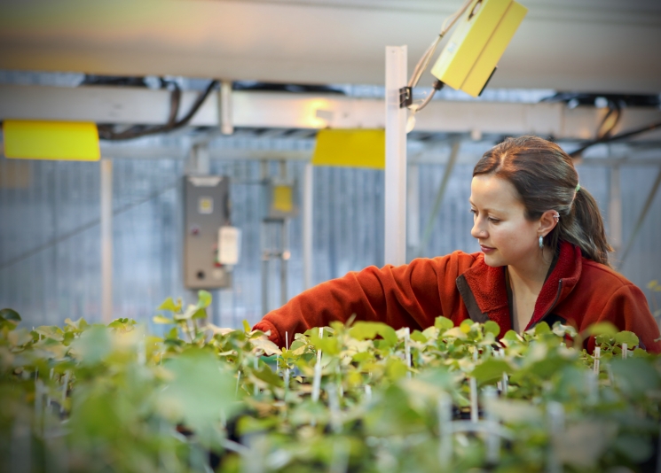 Scientists and engineers at the Energy Department and its national laboratories are finding new, more efficient ways to convert biomass into biofuels that can take the place of conventional fuels like gasoline, diesel and jet fuel. At Oak Ridge National Laboratory's Environmental Science Division, graduate students and researchers use transplanted trees in a number of studies, including those involving biomass conversion to biofuels. In this photo, graduate student Alina Campbell is removing damaged leaves from Eastern Cottonwood trees, which helps stimulate the trees' growth.| Photo courtesy of Jason Richards. Scientists and engineers at the Energy Department and its national laboratories are finding new, more efficient ways to convert biomass into biofuels that can take the place of conventional fuels like gasoline, diesel and jet fuel. At Oak Ridge National Laboratory's Environmental Science Division, graduate students and researchers use transplanted trees in a number of studies, including those involving biomass conversion to biofuels. In this photo, graduate student Alina Campbell is removing damaged leaves from Eastern Cottonwood trees, which helps stimulate the trees' growth.| Photo courtesy of Jason Richards.