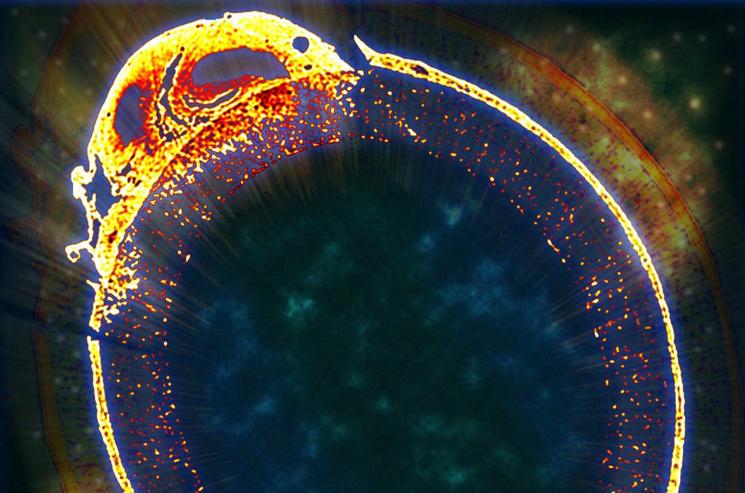 This slice can help sequester carbon. The x-ray microtomography image shows a slice of biofilm grown on a porous hollow fiber (500 microns in diameter). By working with the chemical and physical interactions of biofilms, we can gain insight into how microorganisms can help sequester carbon, reducing environmental impact. This photo was submitted to Pacific Northwest National Lab's 2012 Science as Art Contest by Mathew Thomas and the Systems Toxicology Group.
Receiving the most likes on Facebook, this photo won the People's Choice award and will appear in the Lab's 2013 Calendar. This slice can help sequester carbon. The x-ray microtomography image shows a slice of biofilm grown on a porous hollow fiber (500 microns in diameter). By working with the chemical and physical interactions of biofilms, we can gain insight into how microorganisms can help sequester carbon, reducing environmental impact. This photo was submitted to Pacific Northwest National Lab's 2012 Science as Art Contest by Mathew Thomas and the Systems Toxicology Group.
Receiving the most likes on Facebook, this photo won the People's Choice award and will appear in the Lab's 2013 Calendar.