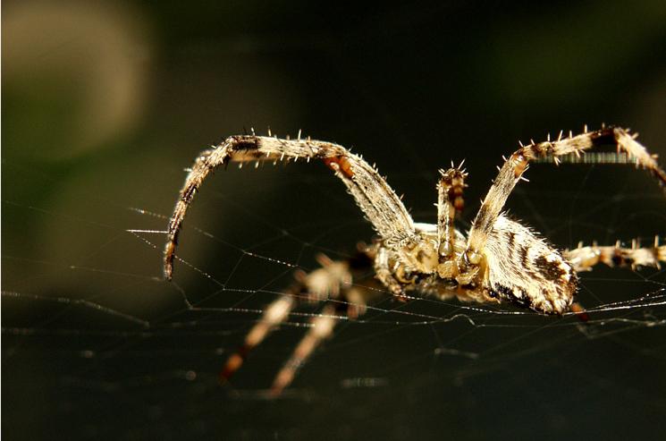 Argonne Lab researchers used the Advanced Photon Source to look at the structure of spider's dragline silk, which allows arachnids to swing from branches and dangle from window frames, the Spiderman equivalent of swinging from high buildings and dangling from Gotham’s towers. | Creative Commons photo by Flickr user <a href="http://www.flickr.com/photos/dumbo/">Djumbo</a>. Argonne Lab researchers used the Advanced Photon Source to look at the structure of spider's dragline silk, which allows arachnids to swing from branches and dangle from window frames, the Spiderman equivalent of swinging from high buildings and dangling from Gotham’s towers. | Creative Commons photo by Flickr user <a href="http://www.flickr.com/photos/dumbo/">Djumbo</a>.