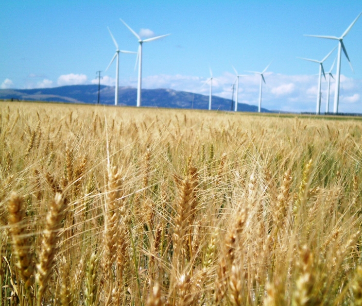 From 262 feet in the air, 90 General Electric towers rise over Wheatland County, Montana, generating electricity for portions of the northwest United States. With an installed capacity of 135 MW, the Judith Gap Energy Center is one of the strongest wind farms in Montana. The blades begin spinning when winds reach just eight miles per hour, and at their highest point, tower almost 400 feet above the ground. In this photo, the wind turbines rotate while overlooking Wheatland County's main agricultural product: wheat. | Photo courtesy of Idaho National Laboratory Wind Energy Program. From 262 feet in the air, 90 General Electric towers rise over Wheatland County, Montana, generating electricity for portions of the northwest United States. With an installed capacity of 135 MW, the Judith Gap Energy Center is one of the strongest wind farms in Montana. The blades begin spinning when winds reach just eight miles per hour, and at their highest point, tower almost 400 feet above the ground. In this photo, the wind turbines rotate while overlooking Wheatland County's main agricultural product: wheat. | Photo courtesy of Idaho National Laboratory Wind Energy Program.