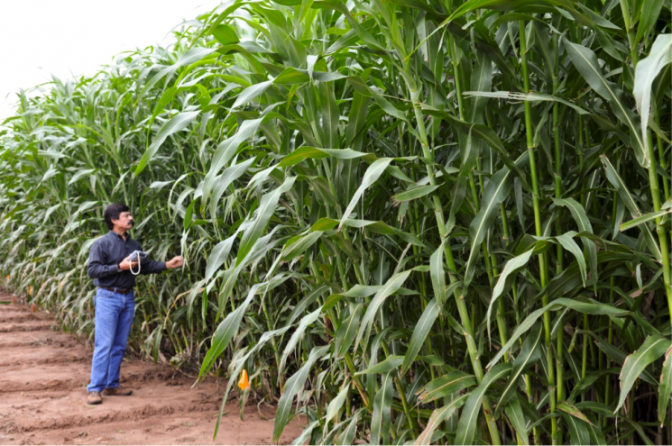 A Ceres researcher evaluates the performance of biofuel crops. | Photo courtesy of Ceres, Inc.
A Ceres researcher evaluates the performance of biofuel crops. | Photo courtesy of Ceres, Inc.