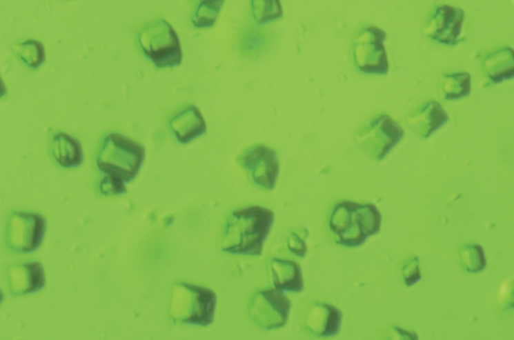 These tiny green crystals, measuring just millionths of a meter, preserve the molecular structure and activity of Photosystem II, which carries out the oxygen-releasing process in photosynthesis. The chlorophyll-containing crystals, which have a boxlike structure, were studied at room temperature using ultrashort X-ray pulses at SLAC's Linac Coherent Light Source X-ray laser. The image was taken with a light microscope. | Photo by Jan Kern, Lawrence Berkeley National Laboratory. These tiny green crystals, measuring just millionths of a meter, preserve the molecular structure and activity of Photosystem II, which carries out the oxygen-releasing process in photosynthesis. The chlorophyll-containing crystals, which have a boxlike structure, were studied at room temperature using ultrashort X-ray pulses at SLAC's Linac Coherent Light Source X-ray laser. The image was taken with a light microscope. | Photo by Jan Kern, Lawrence Berkeley National Laboratory.