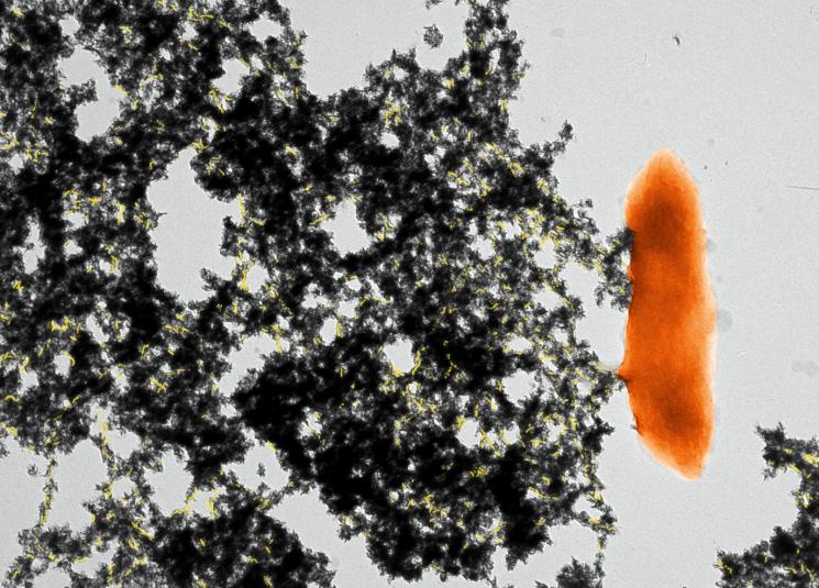 Colorized TEM (Transmission Electron Microscopy) micrograph of a cell of <i>Geobacter sulfurreducens</i> (orange) with its pili (yellow) stretching out like arms and immobilizing the uranium (black precipitate). | Image courtesy of Dena Cologgi and Gemma Reguera, Michigan State University Colorized TEM (Transmission Electron Microscopy) micrograph of a cell of <i>Geobacter sulfurreducens</i> (orange) with its pili (yellow) stretching out like arms and immobilizing the uranium (black precipitate). | Image courtesy of Dena Cologgi and Gemma Reguera, Michigan State University