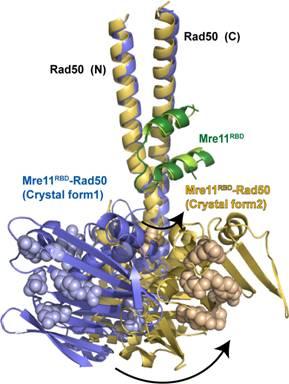 Two structures of the Mre11-Rad50 complex were solved independently and overlaid, further revealing a flexible hinge in Rad50 near the Mre11 binding site | Courtesy of Lawrence Berkeley National Laboratory Two structures of the Mre11-Rad50 complex were solved independently and overlaid, further revealing a flexible hinge in Rad50 near the Mre11 binding site | Courtesy of Lawrence Berkeley National Laboratory
