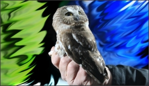 A Northern Saw-Whet Owl is captured for banding during the banding demonstration
at the Fernald Preserve in Ohio in November A Northern Saw-Whet Owl is captured for banding during the banding demonstration
at the Fernald Preserve in Ohio in November