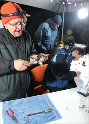 A band is attached to the leg of a Northern Saw-Whet Owl during the
banding demonstration at the Fernald Preserve in Ohio in November. A band is attached to the leg of a Northern Saw-Whet Owl during the
banding demonstration at the Fernald Preserve in Ohio in November.