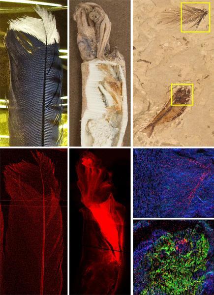 A collage of images. Top, optical images of: blue jay feather, squid, and fossil fish with feather. Bottom: x-ray images showing the distribution of copper (red) in the same organisms. | Photo Courtesy of Gregory Stewart, SLAC National Accelerator Laboratory A collage of images. Top, optical images of: blue jay feather, squid, and fossil fish with feather. Bottom: x-ray images showing the distribution of copper (red) in the same organisms. | Photo Courtesy of Gregory Stewart, SLAC National Accelerator Laboratory