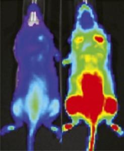 Bioluminescent signal from firefly luciferase lights up a mouse 30 minutes after injection with PCL-1. Source: Christopher Chang Bioluminescent signal from firefly luciferase lights up a mouse 30 minutes after injection with PCL-1. Source: Christopher Chang