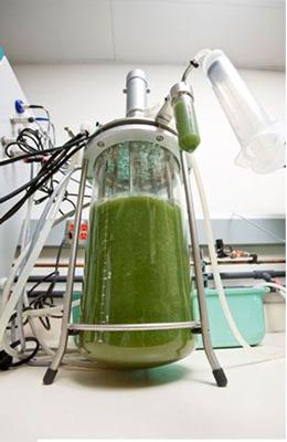 A $20 million Recovery Act award will help Solazyme take production from tens of thousands of gallons a year of its algae "drop-in" oil to an annual production capacity of over half a million gallons. | Photo courtesy of Solazyme, Inc. | A $20 million Recovery Act award will help Solazyme take production from tens of thousands of gallons a year of its algae "drop-in" oil to an annual production capacity of over half a million gallons. | Photo courtesy of Solazyme, Inc. |