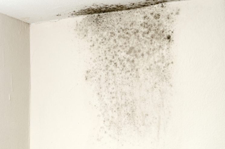 Controlling moisture can make your home more energy-efficient, less costly to heat and cool, more comfortable, and prevent mold growth. Controlling moisture can make your home more energy-efficient, less costly to heat and cool, more comfortable, and prevent mold growth.