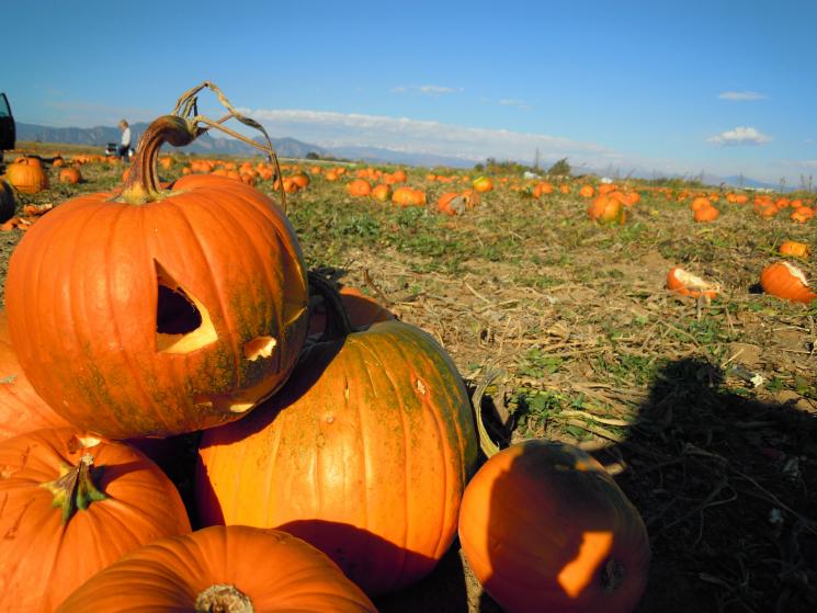 A pumpkin field. | Image courtesy of Jessica Bold, Creative Commons. A pumpkin field. | Image courtesy of Jessica Bold, Creative Commons.