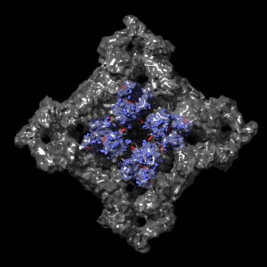 On the ryanodine receptor above, grey portion represents low-resolution information about the entire receptor. The high-resolution structure is show in blue, where each sphere represents a single atom. Mutations are identified in red | Photo Courtesy of Filip Van Petegem/University of British Columbia)
On the ryanodine receptor above, grey portion represents low-resolution information about the entire receptor. The high-resolution structure is show in blue, where each sphere represents a single atom. Mutations are identified in red | Photo Courtesy of Filip Van Petegem/University of British Columbia)