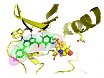 The new anti-cancer drug, vemurafenib, is the green honeycomb structure at middle left. Four dotted red lines show where it attaches to a target area in the mutated enzyme, disabling it from promoting the growth of tumors. | Image courtesy of Plexxikon Inc. The new anti-cancer drug, vemurafenib, is the green honeycomb structure at middle left. Four dotted red lines show where it attaches to a target area in the mutated enzyme, disabling it from promoting the growth of tumors. | Image courtesy of Plexxikon Inc.