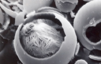 SRNL's Porous Walled Hollow Glass Microspheres (which are about half the width of a human hair in diameter) have a network of interconnected pores that enable them to be filled with, hold and release gases and other materials. | Image courtesy of SRNL SRNL's Porous Walled Hollow Glass Microspheres (which are about half the width of a human hair in diameter) have a network of interconnected pores that enable them to be filled with, hold and release gases and other materials. | Image courtesy of SRNL