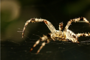 Argonne Lab researchers used the Advanced Photon Source to look at the structure of spider's dragline silk, which allows arachnids to swing from branches and dangle from window frames, the Spiderman equivalent of swinging from high buildings and dangling from Gothamâs towers. | Creative Commons photo by Flickr user <a href="http://www.flickr.com/photos/dumbo/">Djumbo</a>. Argonne Lab researchers used the Advanced Photon Source to look at the structure of spider's dragline silk, which allows arachnids to swing from branches and dangle from window frames, the Spiderman equivalent of swinging from high buildings and dangling from Gothamâs towers. | Creative Commons photo by Flickr user <a href="http://www.flickr.com/photos/dumbo/">Djumbo</a>.