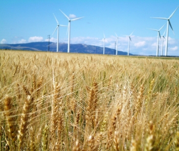 From 262 feet in the air, 90 General Electric towers rise over Wheatland County, Montana, generating electricity for portions of the northwest United States. With an installed capacity of 135 MW, the Judith Gap Energy Center is one of the strongest wind farms in Montana. The blades begin spinning when winds reach just eight miles per hour, and at their highest point, tower almost 400 feet above the ground. In this photo, the wind turbines rotate while overlooking Wheatland County's main agricultural product: wheat. | Photo courtesy of Idaho National Laboratory Wind Energy Program. From 262 feet in the air, 90 General Electric towers rise over Wheatland County, Montana, generating electricity for portions of the northwest United States. With an installed capacity of 135 MW, the Judith Gap Energy Center is one of the strongest wind farms in Montana. The blades begin spinning when winds reach just eight miles per hour, and at their highest point, tower almost 400 feet above the ground. In this photo, the wind turbines rotate while overlooking Wheatland County's main agricultural product: wheat. | Photo courtesy of Idaho National Laboratory Wind Energy Program.