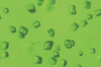 These tiny green crystals, measuring just millionths of a meter, preserve the molecular structure and activity of Photosystem II, which carries out the oxygen-releasing process in photosynthesis. The chlorophyll-containing crystals, which have a boxlike structure, were studied at room temperature using ultrashort X-ray pulses at SLAC's Linac Coherent Light Source X-ray laser. The image was taken with a light microscope. | Photo by Jan Kern, Lawrence Berkeley National Laboratory. These tiny green crystals, measuring just millionths of a meter, preserve the molecular structure and activity of Photosystem II, which carries out the oxygen-releasing process in photosynthesis. The chlorophyll-containing crystals, which have a boxlike structure, were studied at room temperature using ultrashort X-ray pulses at SLAC's Linac Coherent Light Source X-ray laser. The image was taken with a light microscope. | Photo by Jan Kern, Lawrence Berkeley National Laboratory.