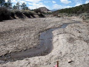 Nearly 10,000 willows were planted to stabilize the stream banks in a canyon damaged by floods. Nearly 10,000 willows were planted to stabilize the stream banks in a canyon damaged by floods.
