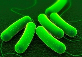 Strains of E. coli bacteria were engineered to digest switchgrass biomass and synthesize its sugars into gasoline, diesel and jet fuel. | Image courtesy of Berkeley Lab. Strains of E. coli bacteria were engineered to digest switchgrass biomass and synthesize its sugars into gasoline, diesel and jet fuel. | Image courtesy of Berkeley Lab.