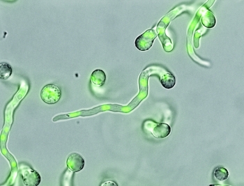 A view of Aspergillus niger with the fungusâ DNA highlighted in green | Photo Courtesy of: PNNL. A view of Aspergillus niger with the fungusâ DNA highlighted in green | Photo Courtesy of: PNNL.