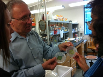 Tasios Melis (center) shows plates with tla3 algae and its parent strain to Katie Randolph (left) and Sunita Satyapal during a site visit to his lab at the University of California, Berkeley. Tasios Melis (center) shows plates with tla3 algae and its parent strain to Katie Randolph (left) and Sunita Satyapal during a site visit to his lab at the University of California, Berkeley.