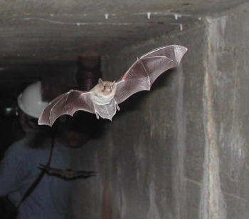 A Yuma bat flying inside the clearwell at 100-F Area. | Photo courtesy of the Office of Environmental Management. A Yuma bat flying inside the clearwell at 100-F Area. | Photo courtesy of the Office of Environmental Management.