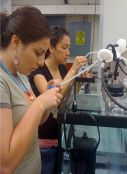 Amanda Not Afraid (front) and another student in the DOE-sponsored algae internship program work on cultivating and characterizing oil-producing algae. Amanda Not Afraid (front) and another student in the DOE-sponsored algae internship program work on cultivating and characterizing oil-producing algae.