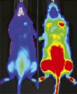 Bioluminescent signal from firefly luciferase lights up a mouse 30 minutes after injection with PCL-1. Source: Christopher Chang Bioluminescent signal from firefly luciferase lights up a mouse 30 minutes after injection with PCL-1. Source: Christopher Chang