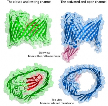 The bacterial protein transport channel in its resting closed state (green) and the activated open state (blue). The channel is sealed by a plug structure that is shown in red. Note the change of the channel shape from oval to near circular and displacement of the plug when open. Some parts of the protein molecule are omitted for simplicity. | Courtesy of: Brookhaven National Laboratory The bacterial protein transport channel in its resting closed state (green) and the activated open state (blue). The channel is sealed by a plug structure that is shown in red. Note the change of the channel shape from oval to near circular and displacement of the plug when open. Some parts of the protein molecule are omitted for simplicity. | Courtesy of: Brookhaven National Laboratory