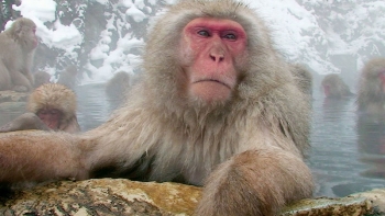 To introduce this new electric heat pump water heater, GE ran a memorable ad during the 2010 Winter Olympics featuring snow monkeys enjoying a hot soak. Credit: GE To introduce this new electric heat pump water heater, GE ran a memorable ad during the 2010 Winter Olympics featuring snow monkeys enjoying a hot soak. Credit: GE