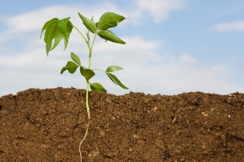 By developing a better understanding of the microbes that affect the growth of other plants (crops like corn or wheat) researchers may be able to improve their growth -- or provide better care for them in times of drought. By developing a better understanding of the microbes that affect the growth of other plants (crops like corn or wheat) researchers may be able to improve their growth -- or provide better care for them in times of drought.
