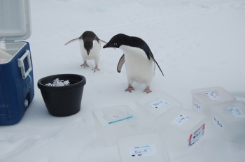 Penguins, Plankton, and Argonne's Advanced Photon Source