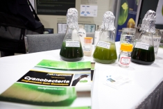 ASU's Cyanobacteria