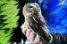 A Northern Saw-Whet Owl is captured for banding during the banding demonstration 
at the Fernald Preserve in Ohio in November