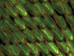 What do butterflies and solar cell research have in common? Both have been developing tiny crystals that selectively reflect colors. Over millions of years of evolution, butterfly wings have developed the tiny crystal nanostructures that give butterflies their vivid colors. At Argonne National Laboratory, scientists are working to manufacture these crystals, which could one day be used to create "greener" and more efficient paints, fiber optics and solar cells. In this photo, the iridescent scales of an emerald-patched Cattleheart butterfly are magnified 20 times to highlight the crystals that selectively reflect green colors. | Photo courtesy of Argonne National Laboratory.