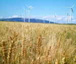 From 262 feet in the air, 90 General Electric towers rise over Wheatland County, Montana, generating electricity for portions of the northwest United States. With an installed capacity of 135 MW, the Judith Gap Energy Center is one of the strongest wind farms in Montana. The blades begin spinning when winds reach just eight miles per hour, and at their highest point, tower almost 400 feet above the ground. In this photo, the wind turbines rotate while overlooking Wheatland County's main agricultural product: wheat. | Photo courtesy of Idaho National Laboratory Wind Energy Program.