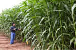 A Ceres researcher evaluates the performance of biofuel crops. | Photo courtesy of Ceres, Inc. 
