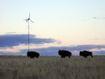 Bison standing in front of a 10 kW wind turbine manufactured by Bergey Windpower Company. | Photo by Northwest Seed, NREL. 
