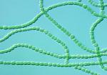 Chains of cyanobacteria, also known as blue-green algae | Photo Courtesy of Argonne National Laboratory