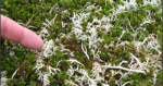 An LM scientist points to star reindeer lichen on Adak Island, Alaska.