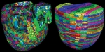 The Cardioid code developed by a team of Livermore and IBM scientists divides the heart into a large number of manageable pieces, or subdomains. The development team used two approaches, called Voronoi (left) and grid (right), to break the enormous computing challenge into much smaller individual tasks. | Photo from the Lawrence Livermore National Laboratory