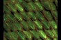 Butterflies, Crystal Nanostructures and Solar Cell Research